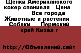 Щенки Американского кокер спаниеля › Цена ­ 15 000 - Все города Животные и растения » Собаки   . Пермский край,Кизел г.